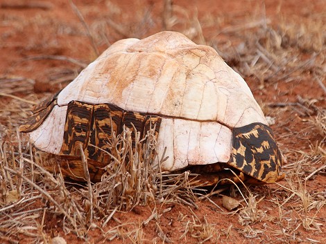 Dürre im Lumo Conservancy, Schildkrötenpanzer
