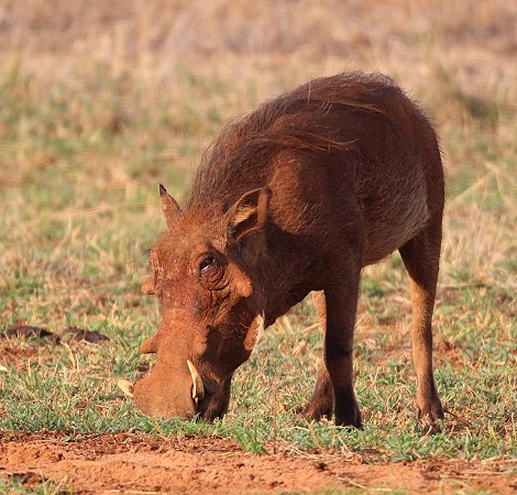 Warzenschwein im Lumo Conservancy