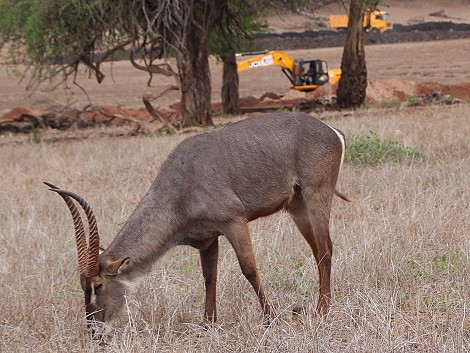 Lumo Conservancy, Wasserbock