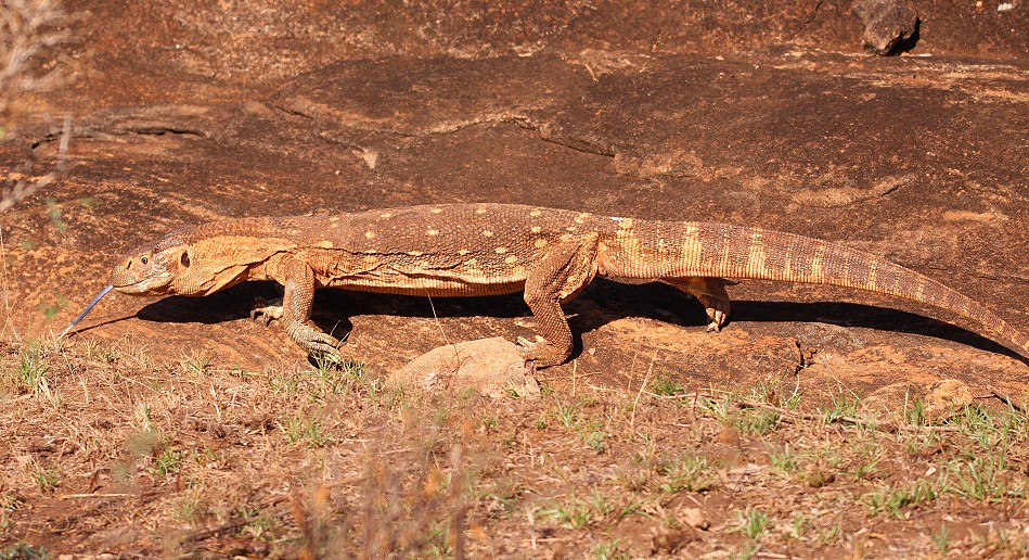 Weisskehlwaran am Lion Rock im Lumo Conservancy