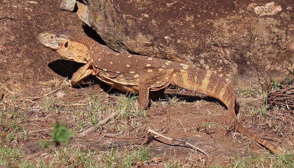 Weisskehlwaran am Lion Rock im Lumo Conservancy