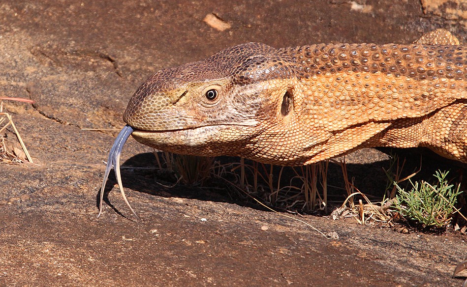 Weisskehlwaran am Lion Rock im Lumo Conservancy