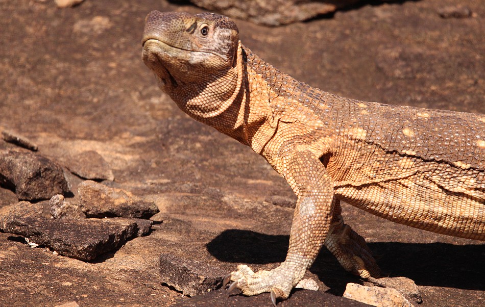Weisskehlwaran am Lion Rock im Lumo Conservancy