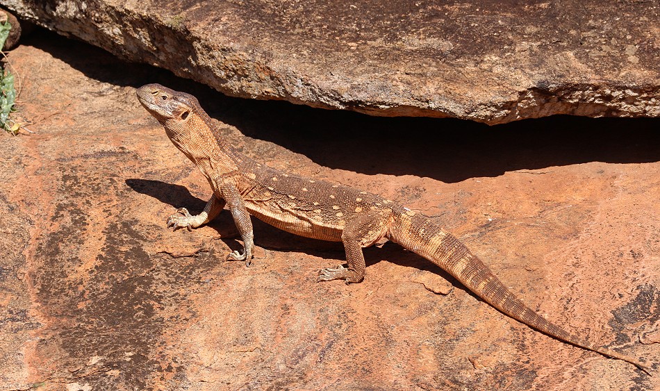 Weisskehlwaran am Lion Rock im Lumo Conservancy