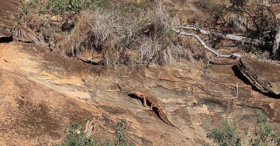 Weisskehlwaran am Lion Rock im Lumo Conservancy
