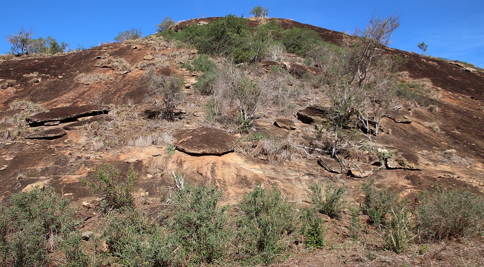 Weisskehlwaran am Lion Rock im Lumo Conservancy
