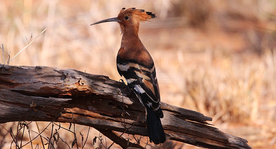 Wiedehopf im Lumo Conservancy