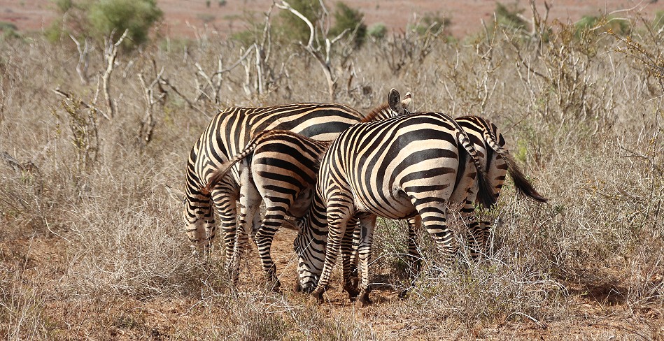 Zebras nach einem Regenguss im Lumo Conservancy