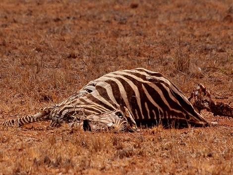 Dürre im Lumo Conservancy, Zebra Kadaver