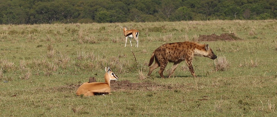 Masai Mara