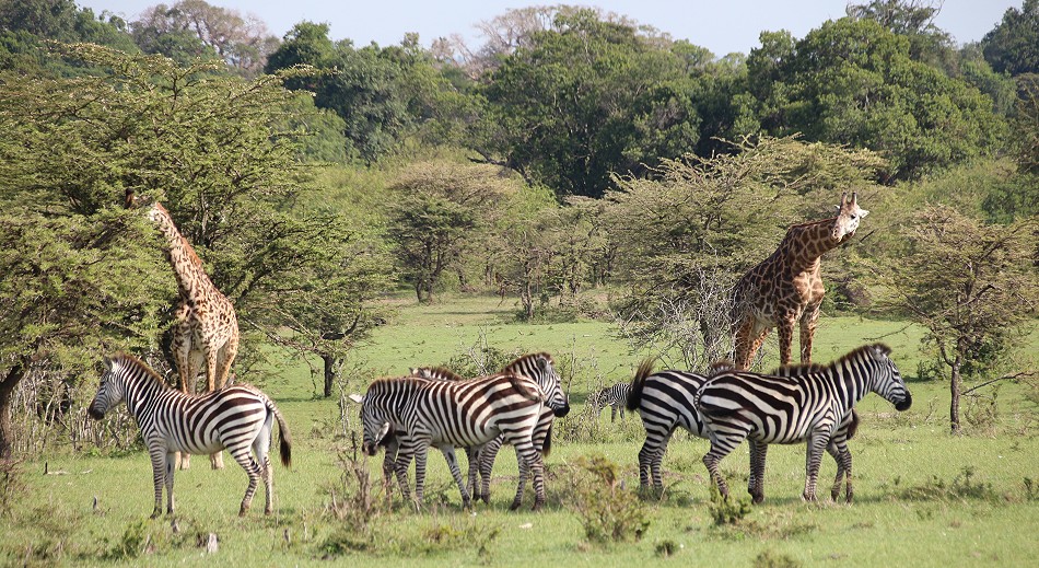 Zebras und Masaigiraffen in der Dornensavanne