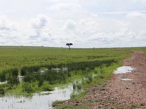 matschig, nasse Masai Mara im März 2023