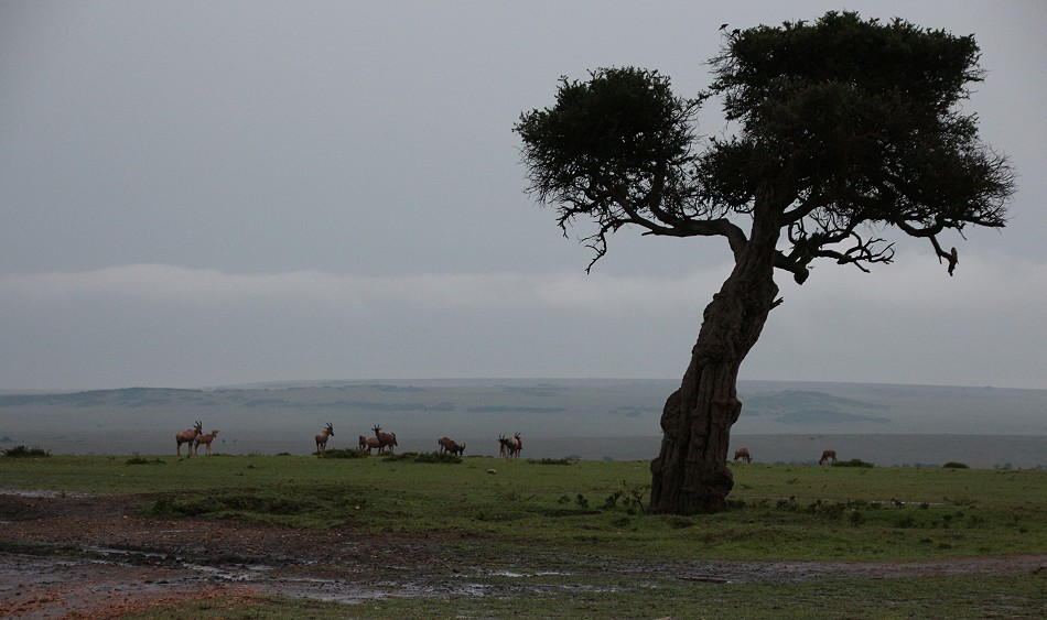 Masai Mara März 2023