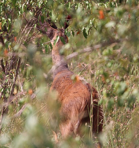 Bushbock
