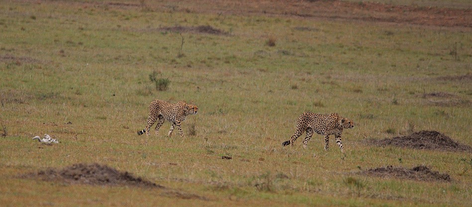 Geparden Männchen, Mbili Bora (ex Tano Bora) auf der Jagd