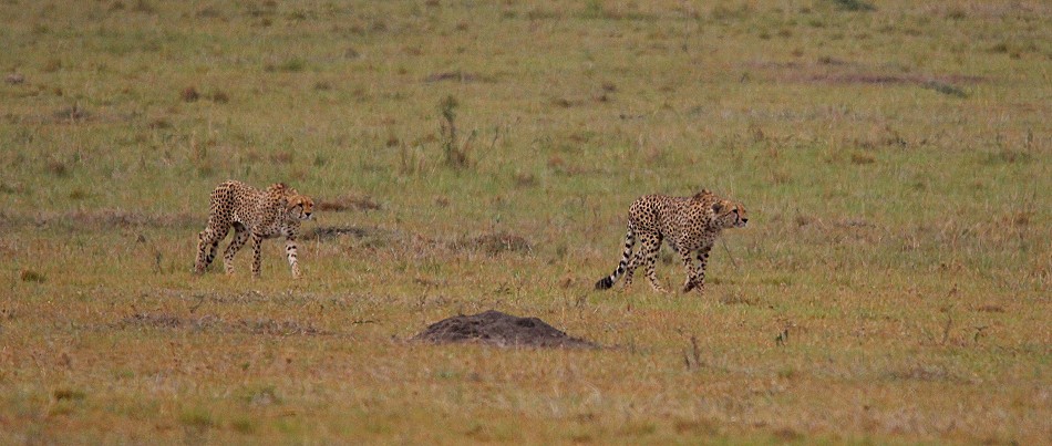 Geparden Männchen, Mbili Bora (ex Tano Bora) auf der Jagd