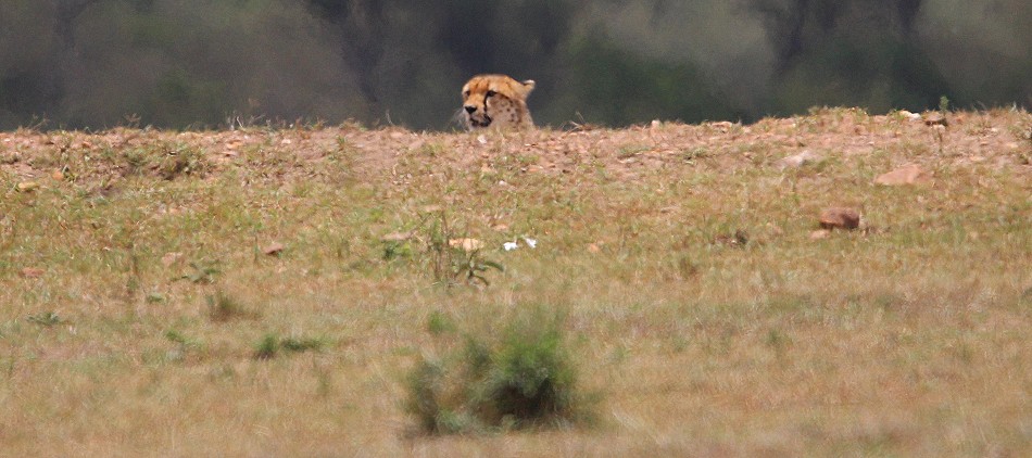 Geparden Männchen, Mbili Bora (ex Tano Bora) jagen Zebras