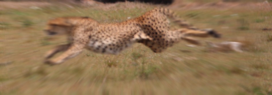 Geparden Männchen, Mbili Bora (ex Tano Bora) jagen Zebras