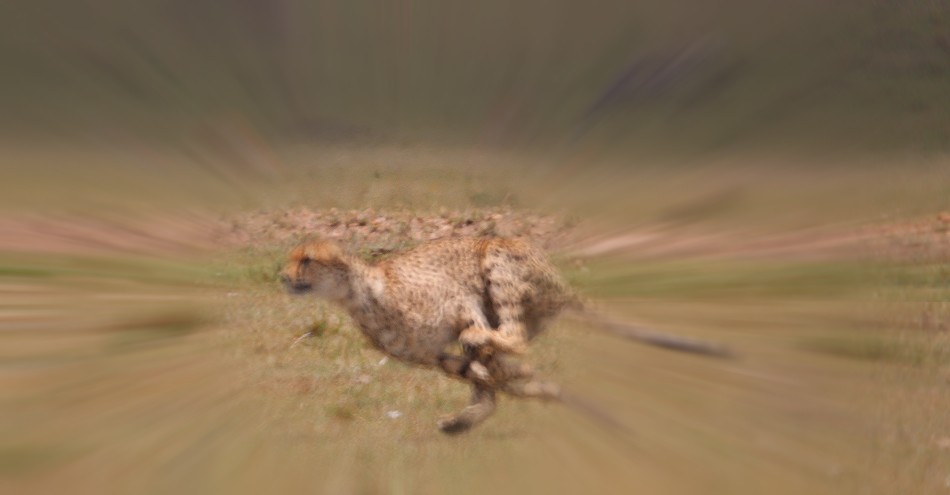 Geparden Männchen, Mbili Bora (ex Tano Bora) jagen Zebras