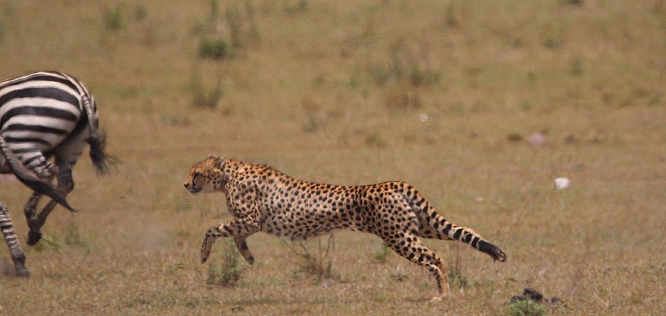 Geparden Männchen, Mbili Bora (ex Tano Bora) jagen Zebras