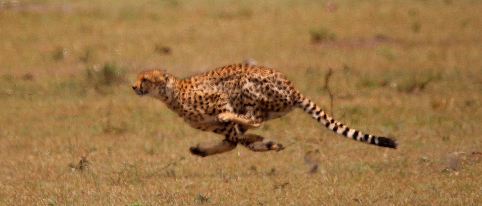 Geparden Männchen, Mbili Bora (ex Tano Bora) jagen Zebras