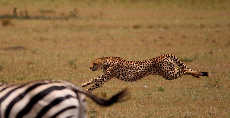 Geparden Männchen, Mbili Bora (ex Tano Bora) jagen Zebras