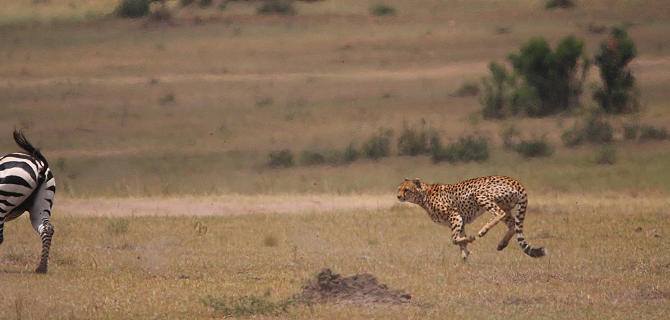 Geparden Männchen, Mbili Bora (ex Tano Bora) jagen Zebras