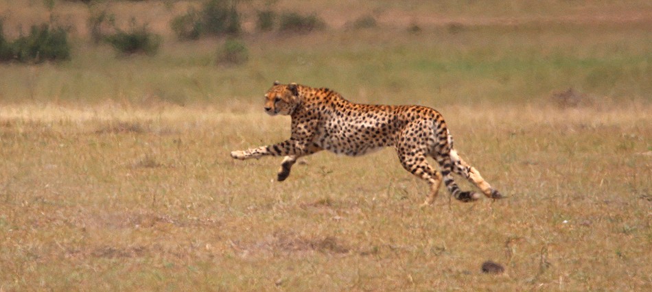 Geparden Männchen, Mbili Bora (ex Tano Bora) jagen Zebras