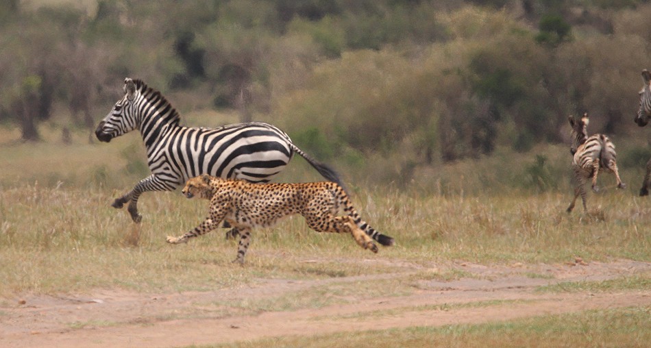 Geparden Männchen, Mbili Bora (ex Tano Bora) jagen Zebras