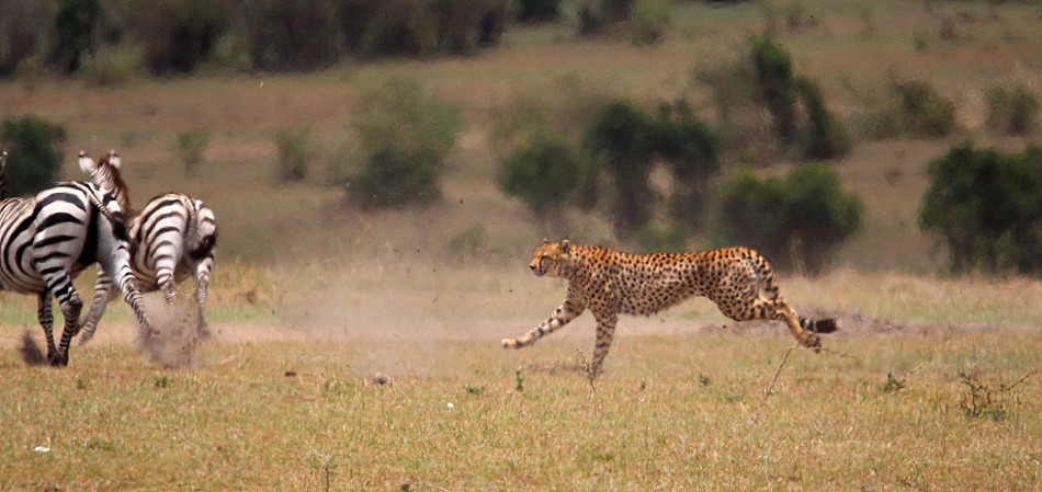 Geparden Männchen, Mbili Bora (ex Tano Bora) jagen Zebras
