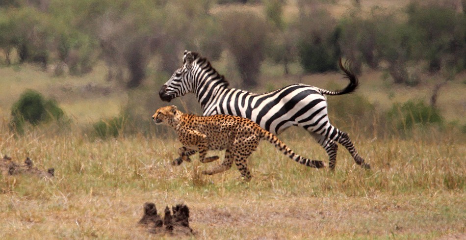 Geparden Männchen, Mbili Bora (ex Tano Bora) jagen Zebras