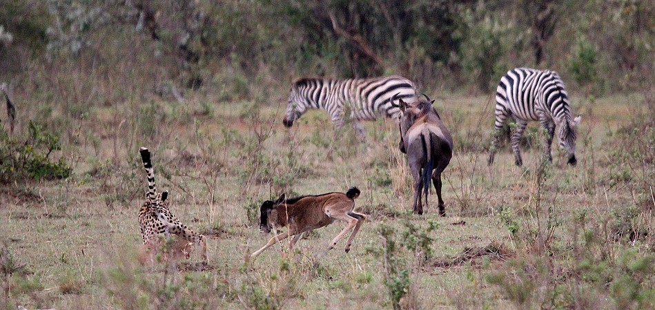 Geparden Männchen, Mbili Bora (ex Tano Bora) jagen Gnus
