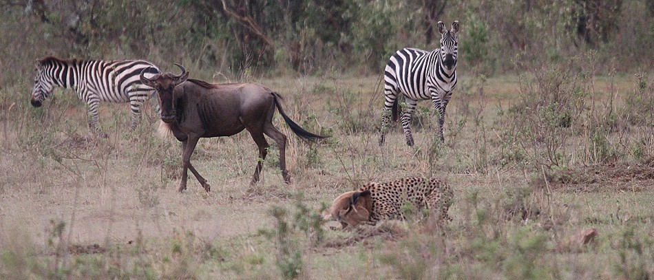Geparden Männchen, Mbili Bora (ex Tano Bora) jagen Gnus