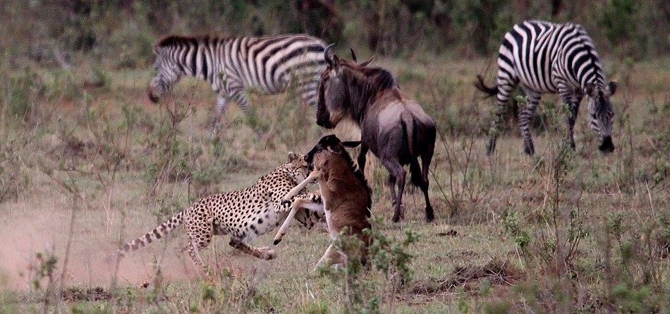 Geparden Männchen, Mbili Bora (ex Tano Bora) jagen Gnus