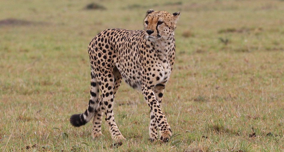 Geparden Männchen, Mbili Bora (ex Tano Bora) auf der Jagd