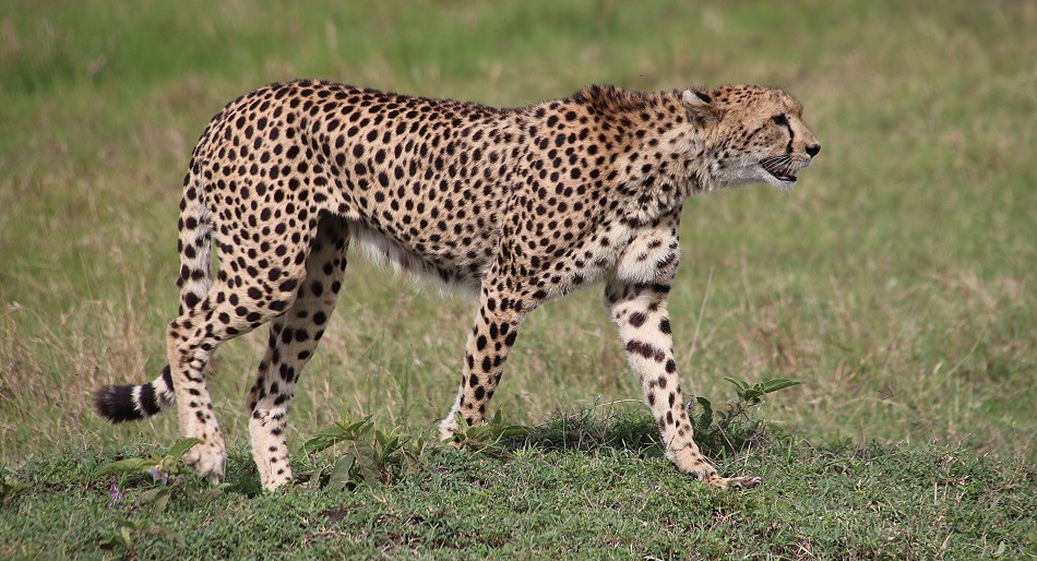 Gepard nach missglücktem Jagdversuch