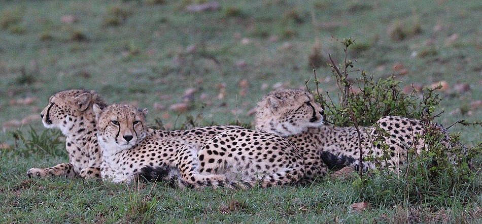 junge Geparden im Regen, Masai Mara