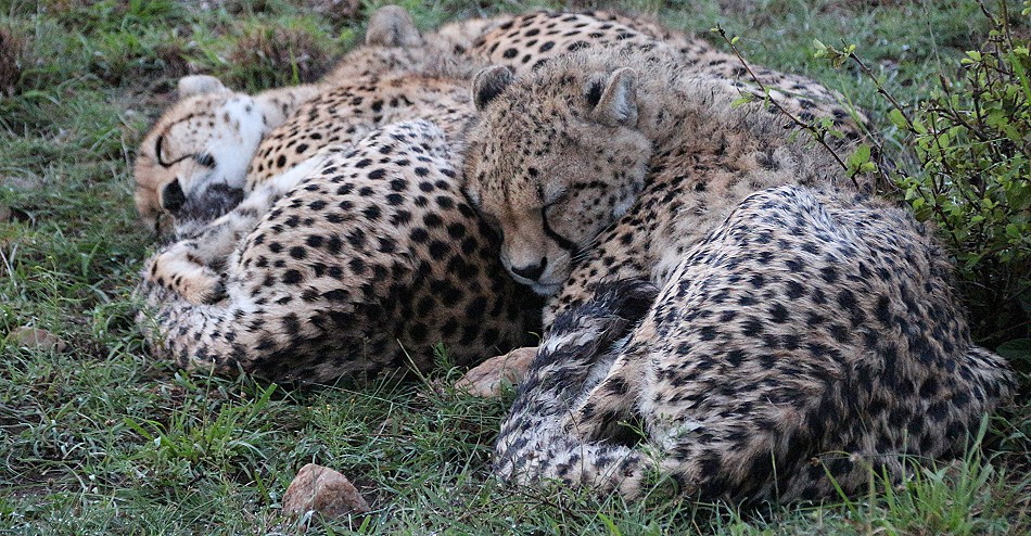 junge Geparden im Regen, Masai Mara