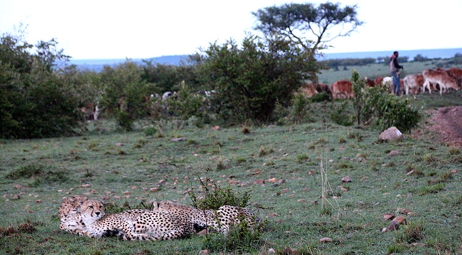 junge Geparden im Regen, Masai Mara