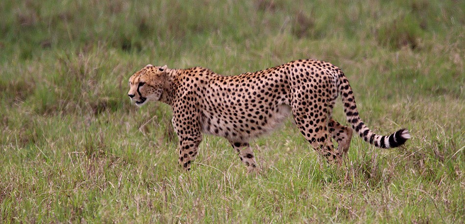 Geparden Weibchen - Nagol, in der Masai Mara