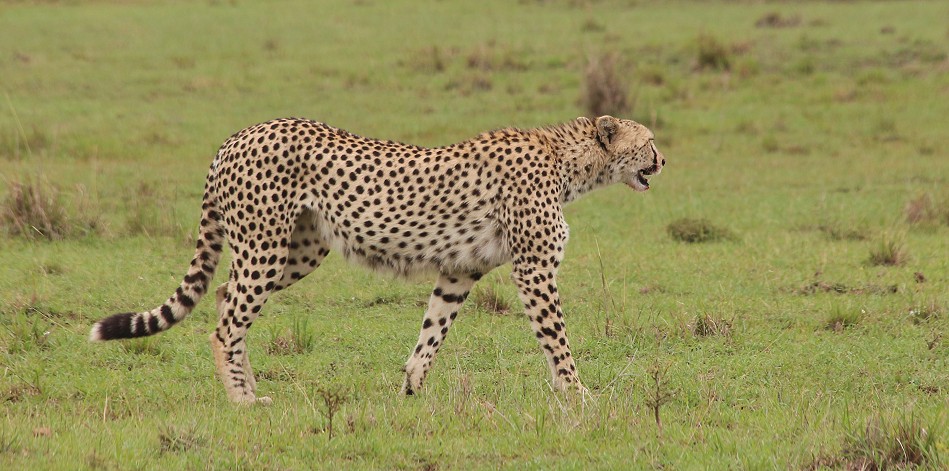 Gepard, Weibchen, Nariku, Masai Mara
