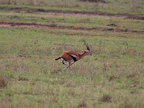 Gepard bei der Jagd, Masai Mara