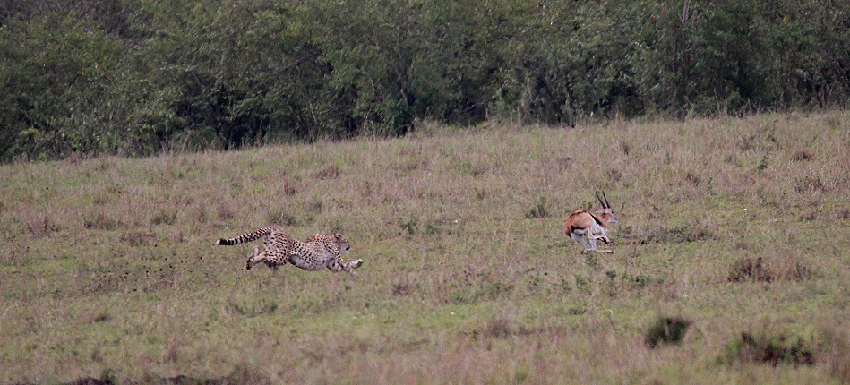 Gepard bei der Jagd, Masai Mara