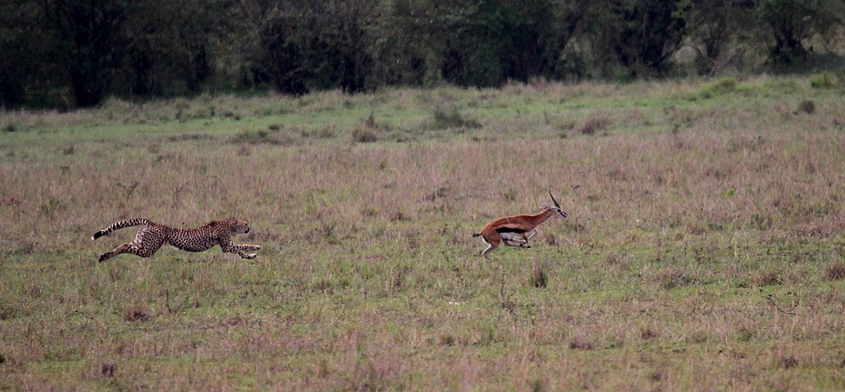 Gepard bei der Jagd, Masai Mara