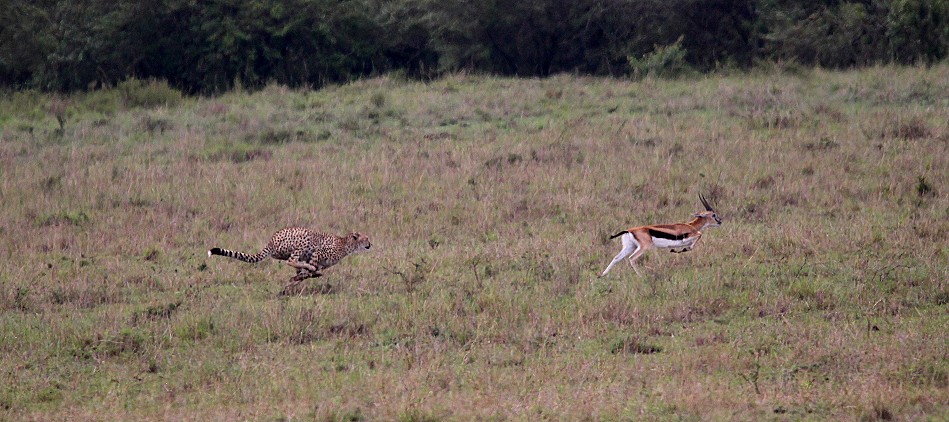 Gepard bei der Jagd, Masai Mara