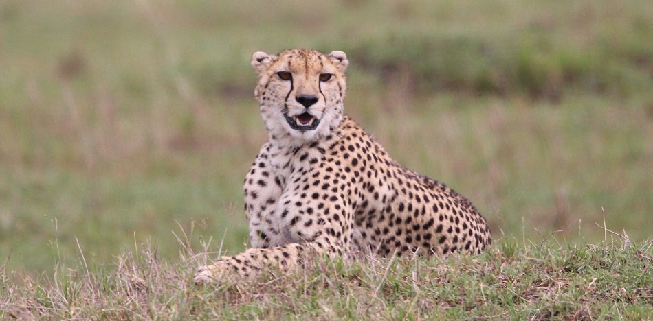 Gepard bei der Jagd, Masai Mara