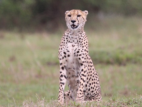 Gepard bei der Jagd, Masai Mara