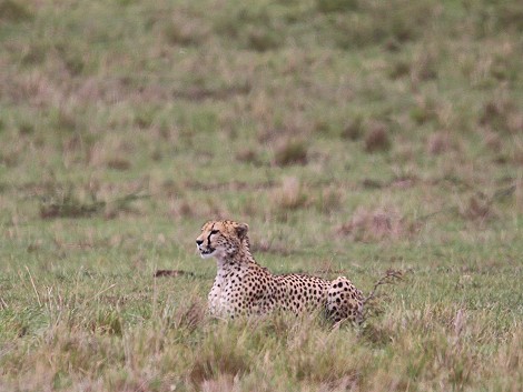 Gepard bei der Jagd, Masai Mara