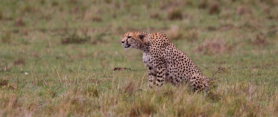 Gepard bei der Jagd, Masai Mara
