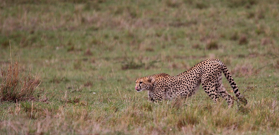 Gepard bei der Jagd, Masai Mara